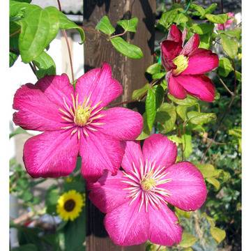 Клематис (Clematis Ville de Lyon)