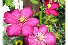 Клематис (Clematis Ville de Lyon)