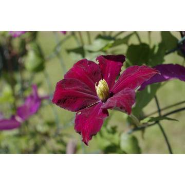 Клематис (Clematis Voluceau)