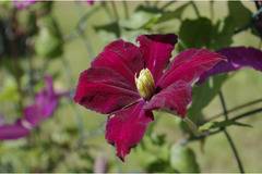 Клематис (Clematis Voluceau)