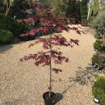 Ацер Acer palm. Red Emperor