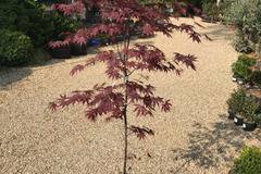 Ацер Acer palm. Red Emperor