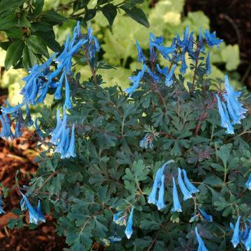 Коридалис Corydalis Blue Heron