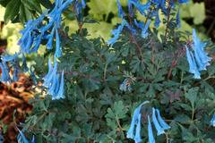 Коридалис Corydalis Blue Heron