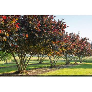 Лешник Corylus maxima Purpurea