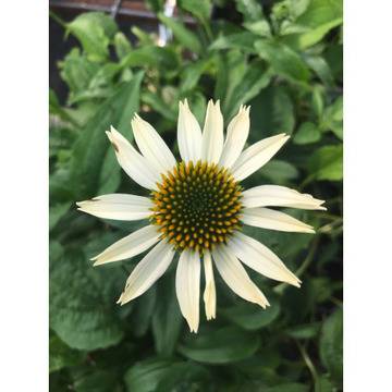 Ехинацея Echinacea ‘SunSeekers White’