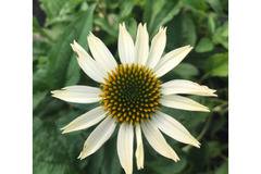 Ехинацея Echinacea ‘SunSeekers White’
