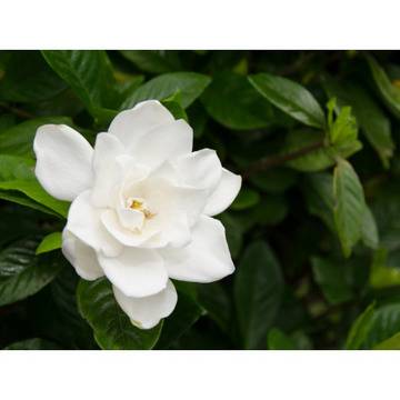 Гардения Gardenia Magnifica