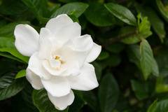 Гардения Gardenia Magnifica