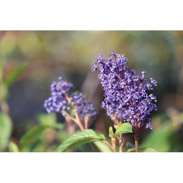 Калифорнийски люляк Ceanothus