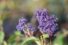 Калифорнийски люляк Ceanothus