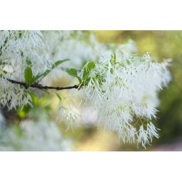 Шинантус Chionanthus virginicus