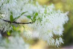 Шинантус Chionanthus virginicus