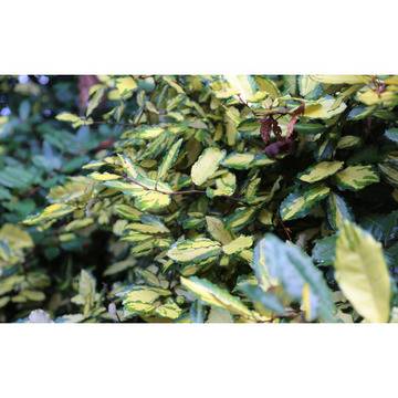 Елеагнус Eleagnus