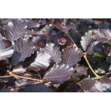 Бук червенолистен Fagus Atropunicea