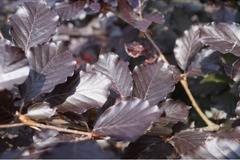Бук червенолистен Fagus Atropunicea