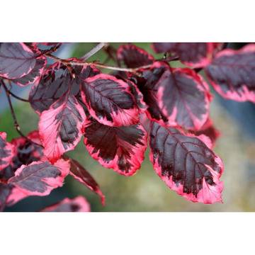 Бук Fagus Tricolor