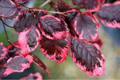 Бук Fagus Tricolor