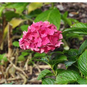 Хидрангеа Hydrangea Sibilla