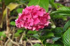 Хидрангеа Hydrangea Sibilla