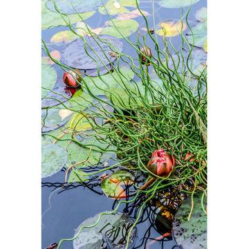 Спираловидна трева Juncus Spiralis