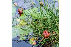 Спираловидна трева Juncus Spiralis