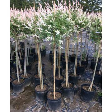 Японска върба Salix integra ‘Hakuro Nishiki’