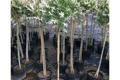 Японска върба Salix integra ‘Hakuro Nishiki’