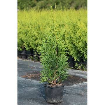 Туя колумнарис Thuja ‘Columna’