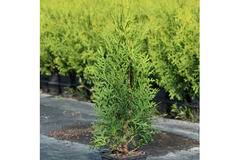 Туя колумнарис Thuja ‘Columna’