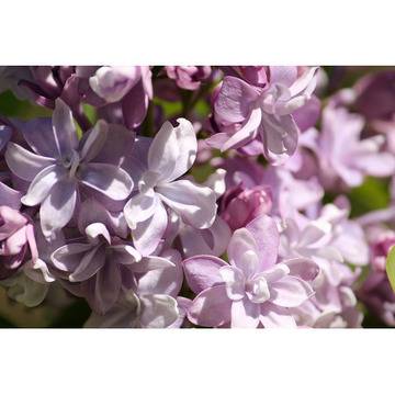 Люляк Syringa Nadezhda