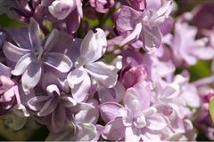 Люляк Syringa Nadezhda