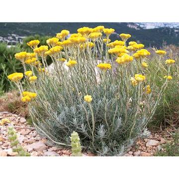 Мини къри Helichrysium ‘Aladin’