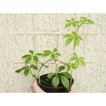 ЖенШен Gynostemma jiaogulan (Immortal herb)