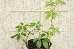 ЖенШен Gynostemma jiaogulan (Immortal herb)