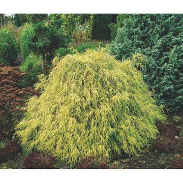 Хамеципарис Chamaecyparis ‘Filifera Aurea’