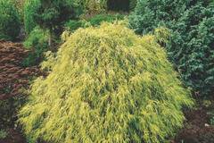 Хамеципарис Chamaecyparis ‘Filifera Aurea’