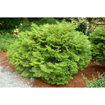 Хамеципарис Chamaecyparis Pygmaea