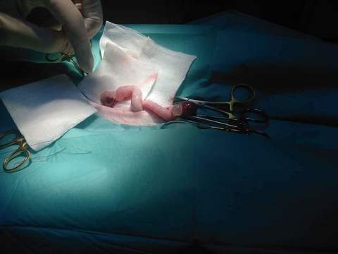 Да кастрирам ли котката/ кучето?