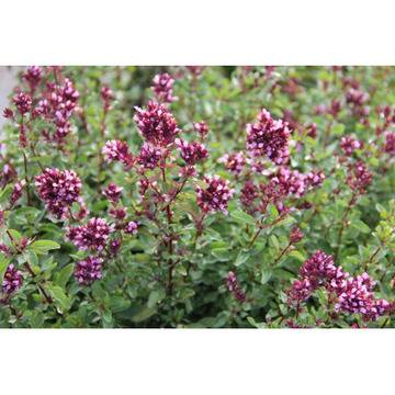 Риган Origanum Rosencupel