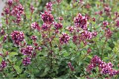 Риган Origanum Rosencupel