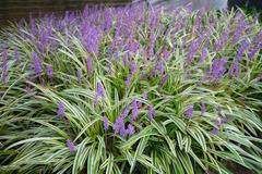 Лириопе Liriope Variegata