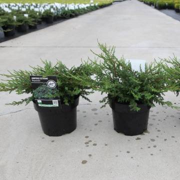 Юниперус Juniperus Repanda