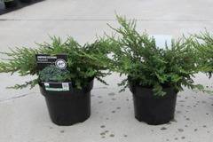 Юниперус Juniperus Repanda