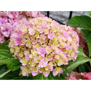 Хидрангеа Hydrangea ‘Together’