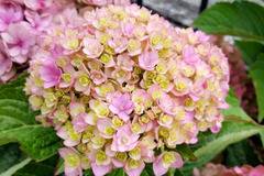 Хидрангеа Hydrangea ‘Together’