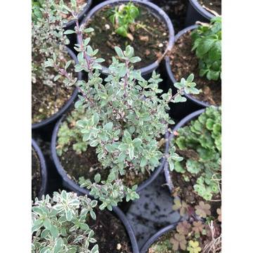 Лимонена Мащерка Thymus citriodorus