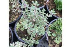 Лимонена Мащерка Thymus citriodorus