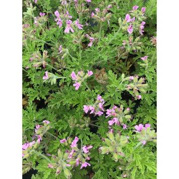 Индрише Pelargonium roseum