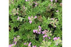 Индрише Pelargonium roseum